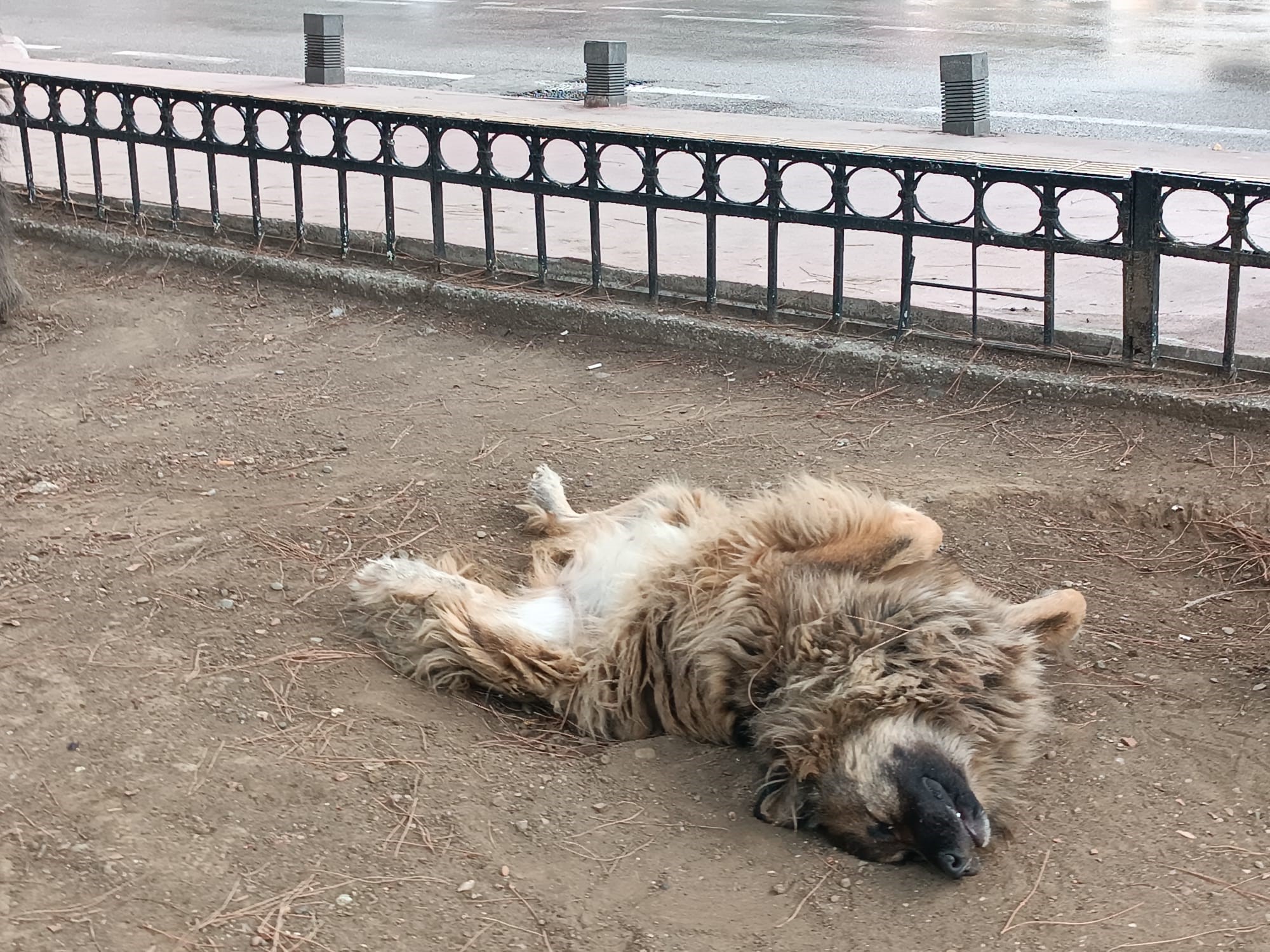 Samsun'da sırt üstü yatan köpek ilgi odağı oldu