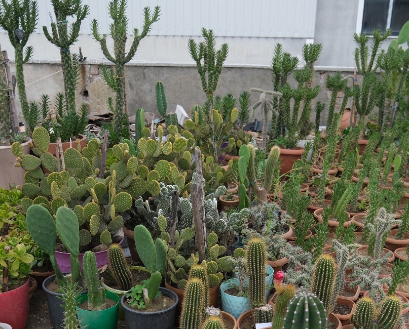 Samsun'da turizmci Şükrü Şen kaktüs koleksiyonu yaptı