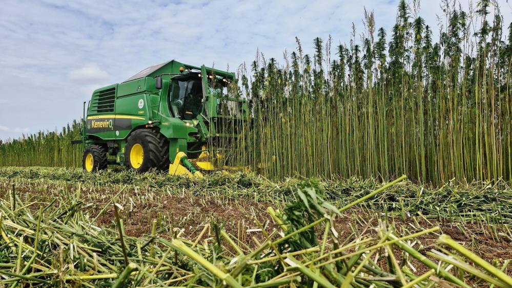 Samsun'da kenevirde hasat başladı