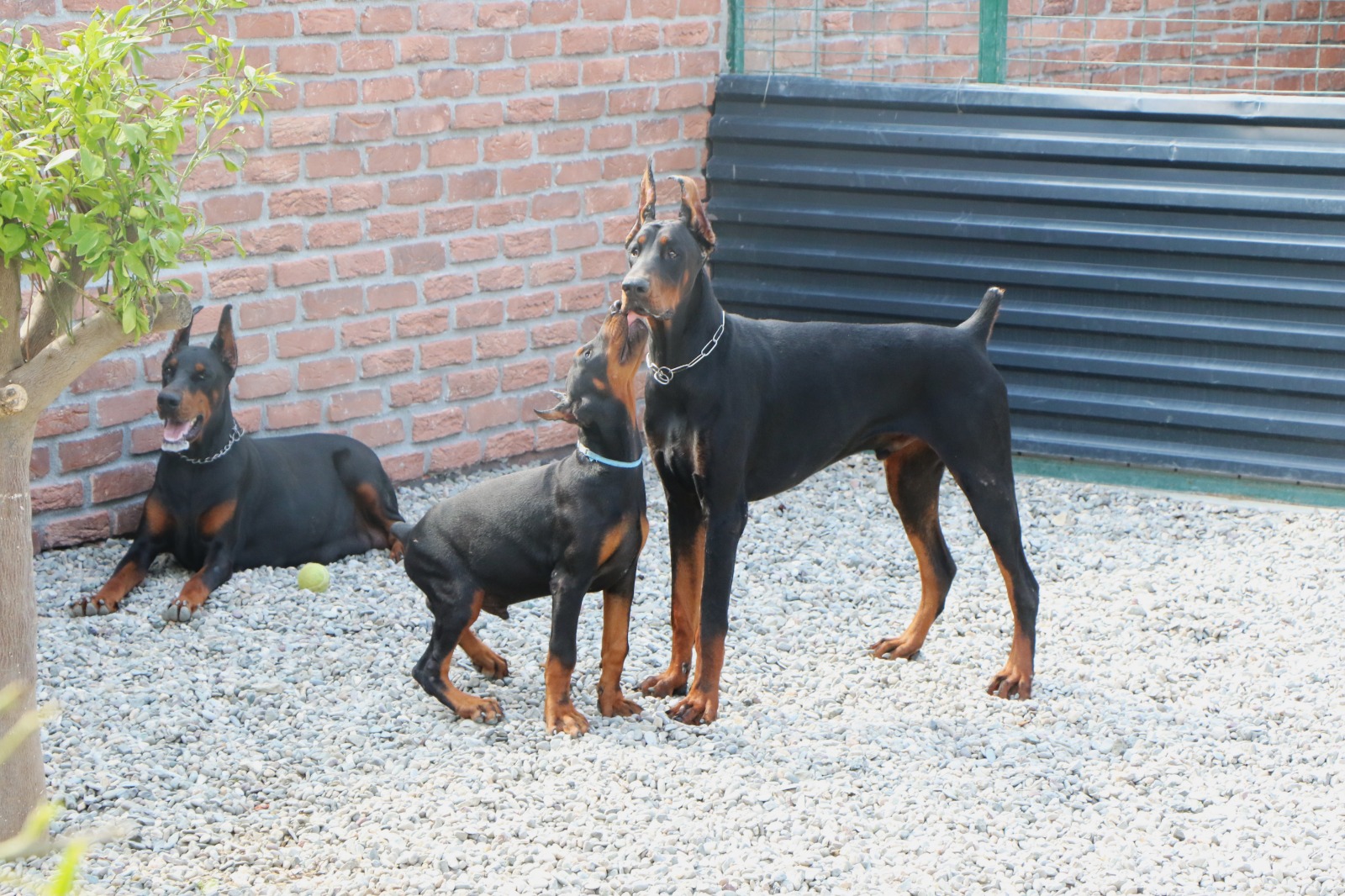 Samsun’dan Almanya ve Amerika’ya ‘doberman’ ihracı