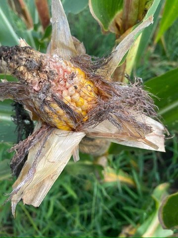 Samsun'da mısır tarlalarında kahverengi kokarca istilası