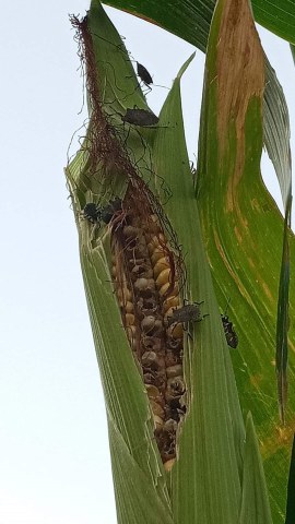 Samsun'da mısır tarlalarında kahverengi kokarca istilası