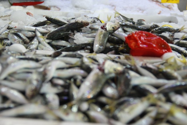 Karadeniz ve Samsun'da balık bolluğu yüzleri güldürdü