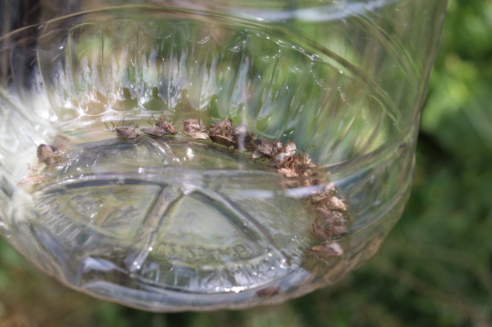 Samsun’da kahverengi kokarcaya hunili tuzak