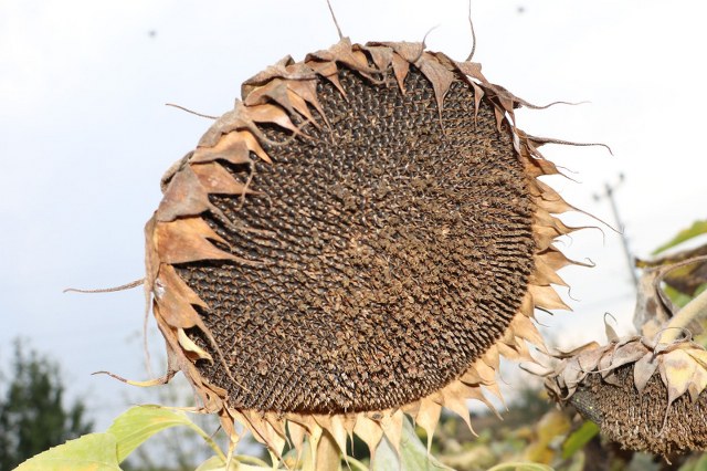 Ayçiçek üretiminin artması için devlet desteği şart