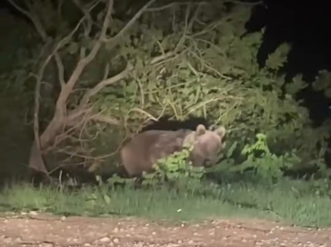 Samsun'da şehir yakınında görülen ayı şaşkınlık yarattı