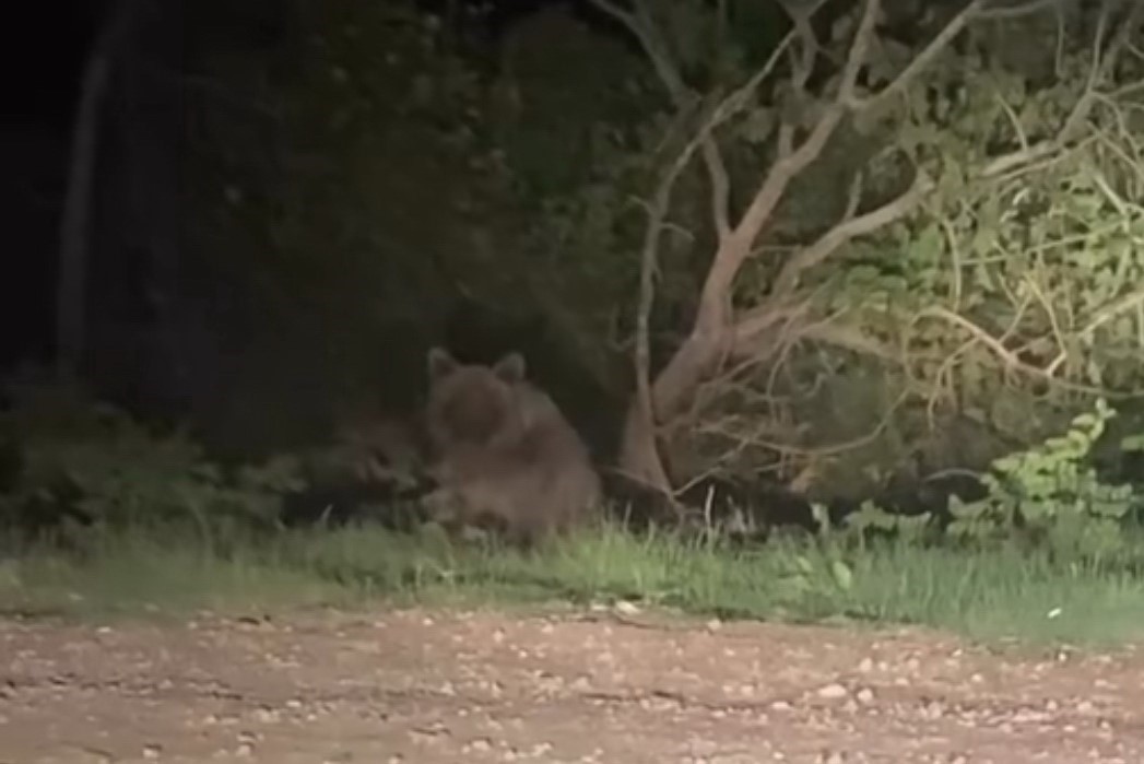 Samsun'da şehir yakınında görülen ayı şaşkınlık yarattı