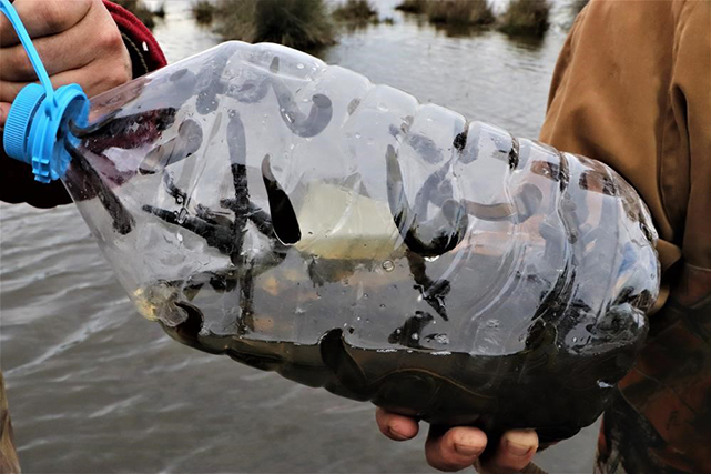 Samsun'dan dünyaya sülük ihracatı patladı!