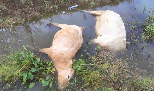 Samsun'da akıma kapılan hayvanları yüzünden elektrik şirketinden şikayetçi