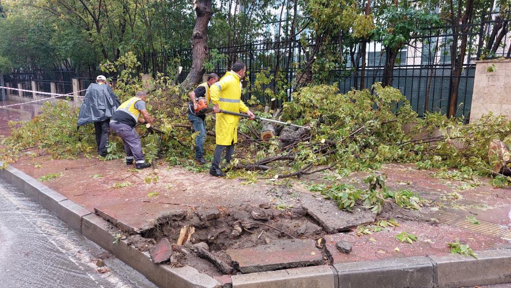 Samsun'da sağanak yağışta ağaç devrildi