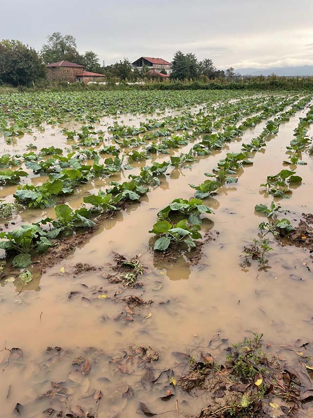 Bafra Ovası'nda yaşanan sel felaketi üreticinin üzerine çöktü