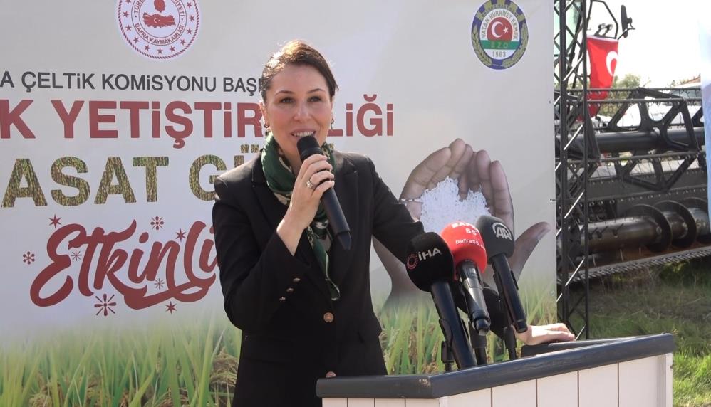 Bafra Ovası'nda Çeltik Hasat Şenliği yapıldı