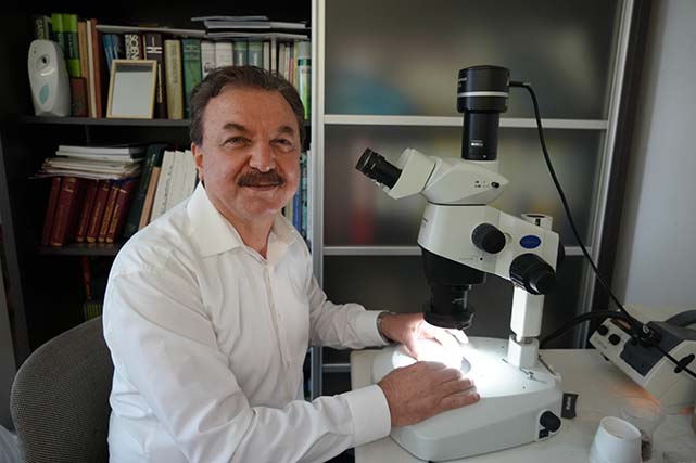 Kahverengi kokarca fındığa yüzde 40 zarar verdi