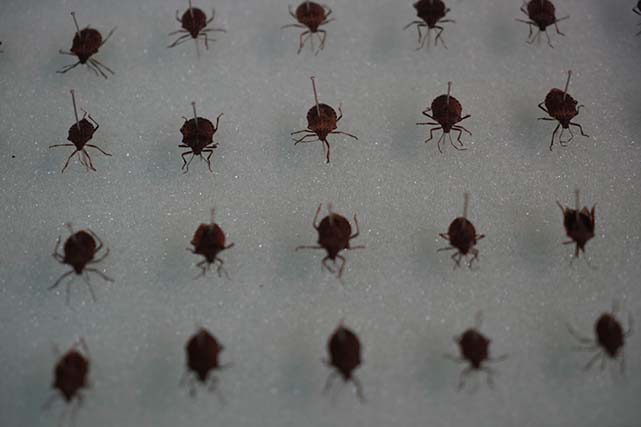 Kahverengi kokarca fındığa yüzde 40 zarar verdi