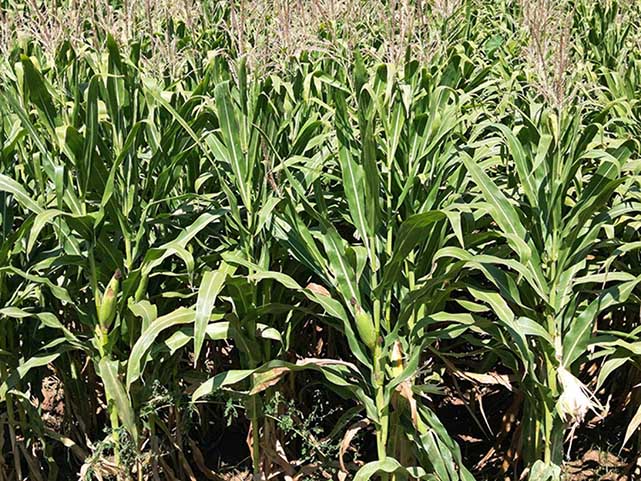 Bitkisel üretim destekleri resmi gazete'de yayınlandı