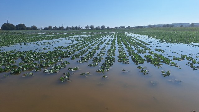 Bafra Ovası'nda tarım arazileri zarar gördü