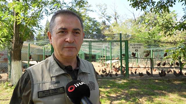 Samsun’da 21 yılda 270 bin sülün doğaya kavuştu