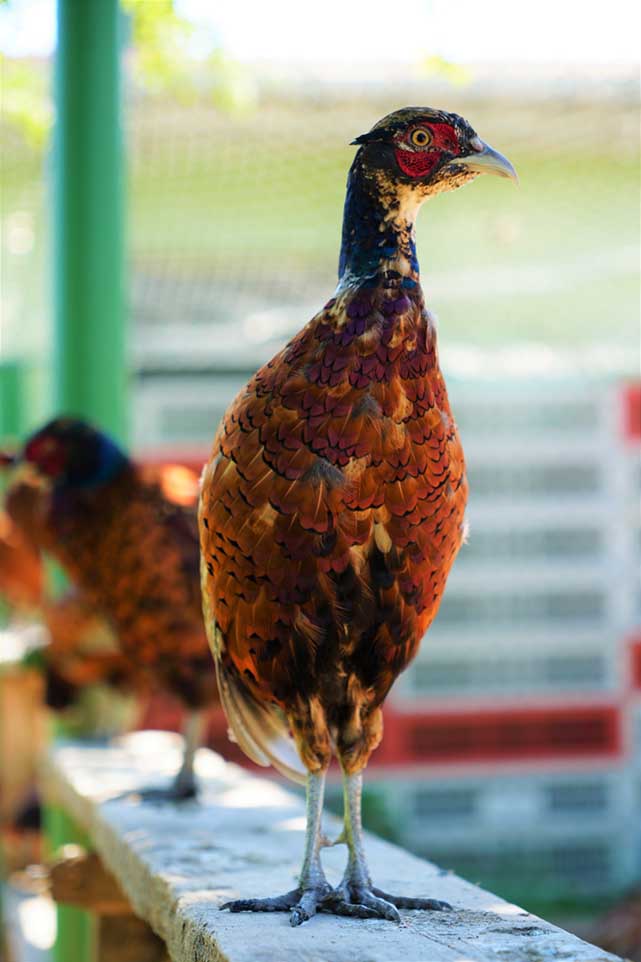 Samsun’da 21 yılda 270 bin sülün doğaya kavuştu