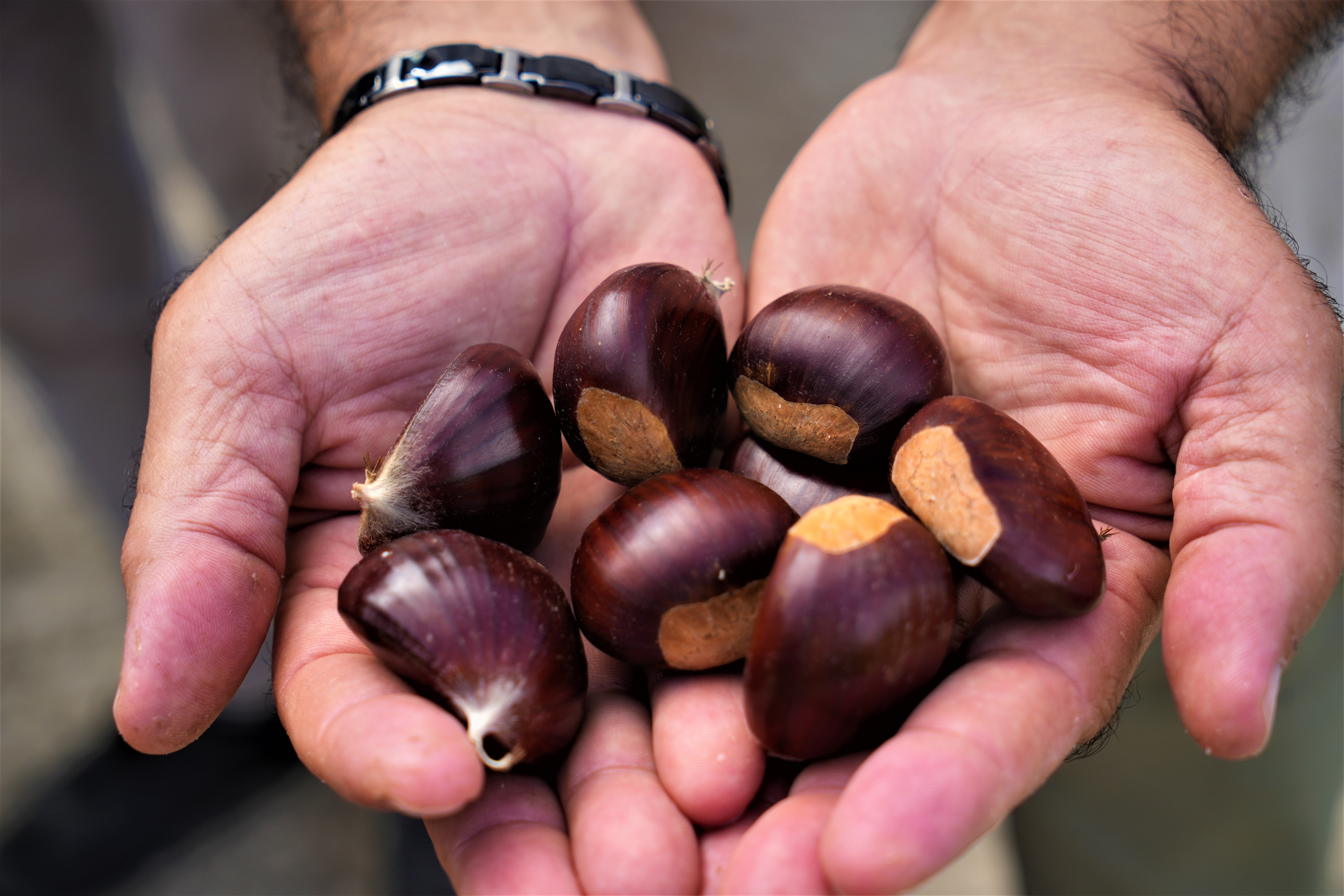 Samsun'da gal arısına dayanıklı kestanenin hasadı başladı