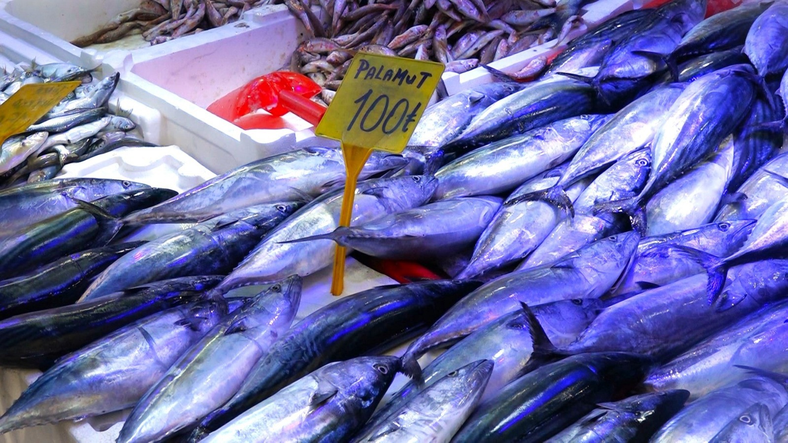 Samsun'da palamut avı azaldı fiyatlar yükseldi