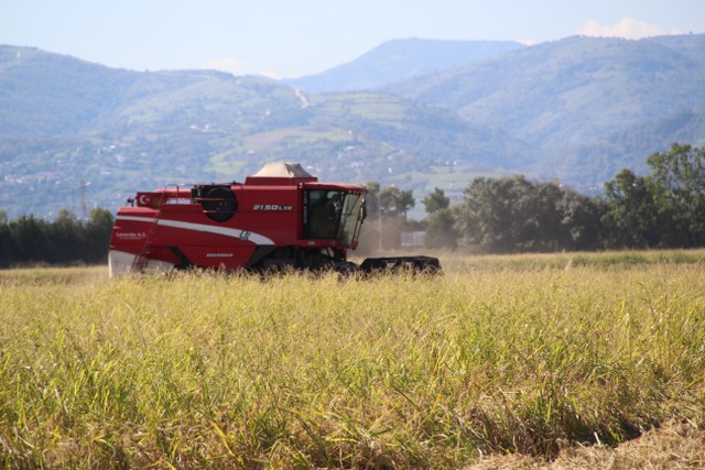 Samsun'da çeltik üreticilerinin kokarca endişesi! Çarşamba'da çeltik hasadı sıkıntılı geçti
