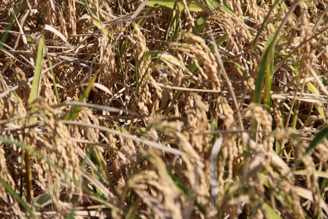 Samsun'da çeltik üreticilerinin kokarca endişesi! Çarşamba'da çeltik hasadı sıkıntılı geçti