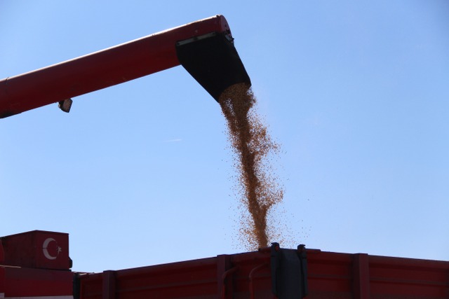 Samsun'da çeltik üreticilerinin kokarca endişesi! Çarşamba'da çeltik hasadı sıkıntılı geçti