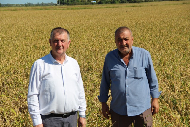 Samsun'da çeltik üreticilerinin kokarca endişesi! Çarşamba'da çeltik hasadı sıkıntılı geçti
