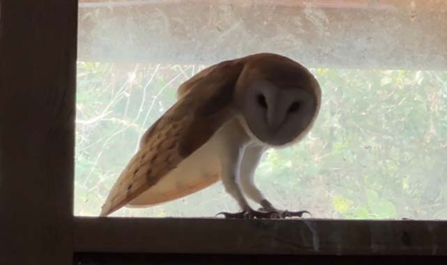 Samsun'da tedavi edilen baykuşlar yeniden doğaya kavuştu