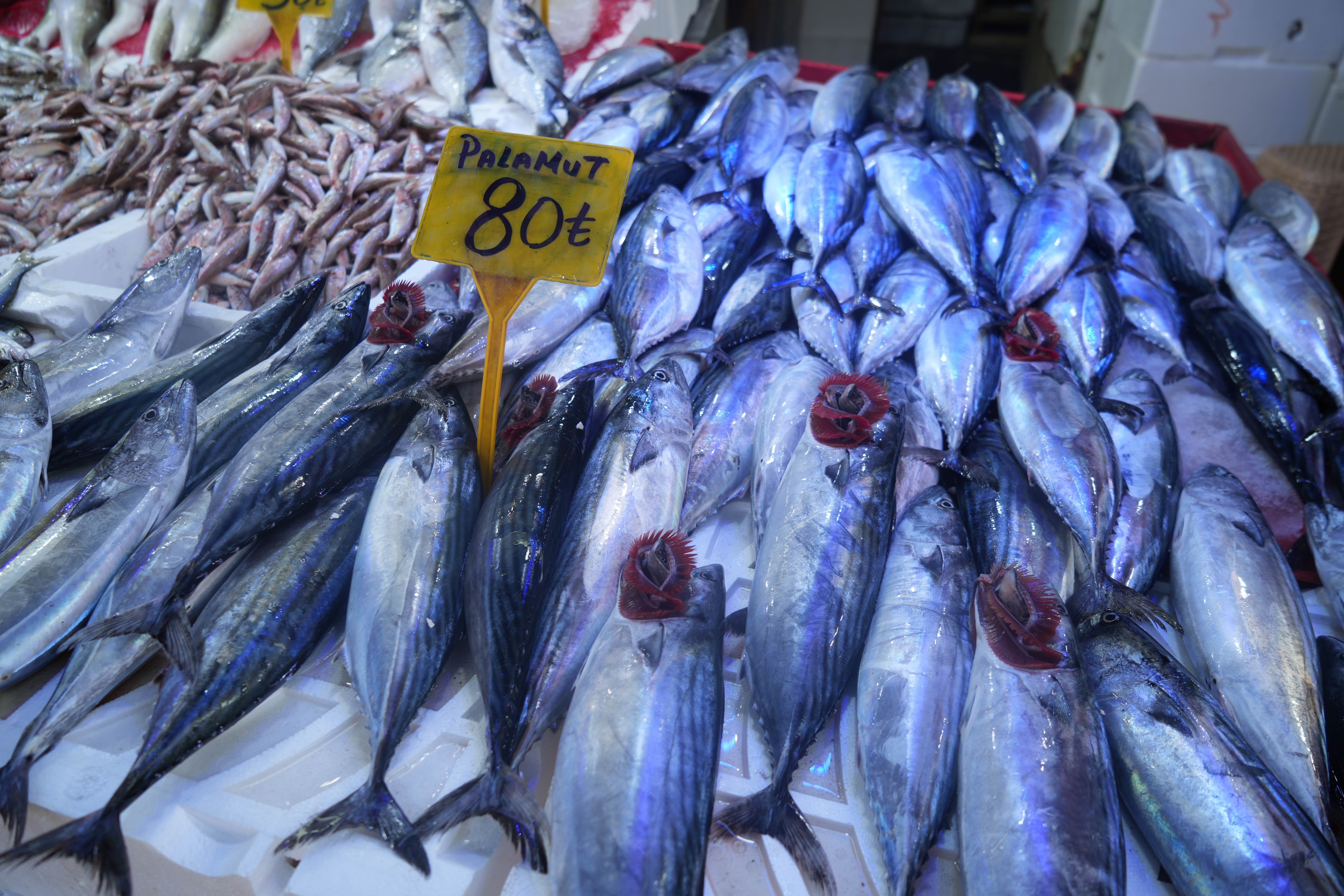 Samsun'da palamudun fiyatı düştü