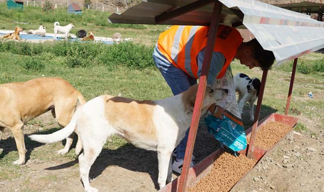 Samsun Atakum Belediyesi'nden sokak hayvanlarına mama desteği