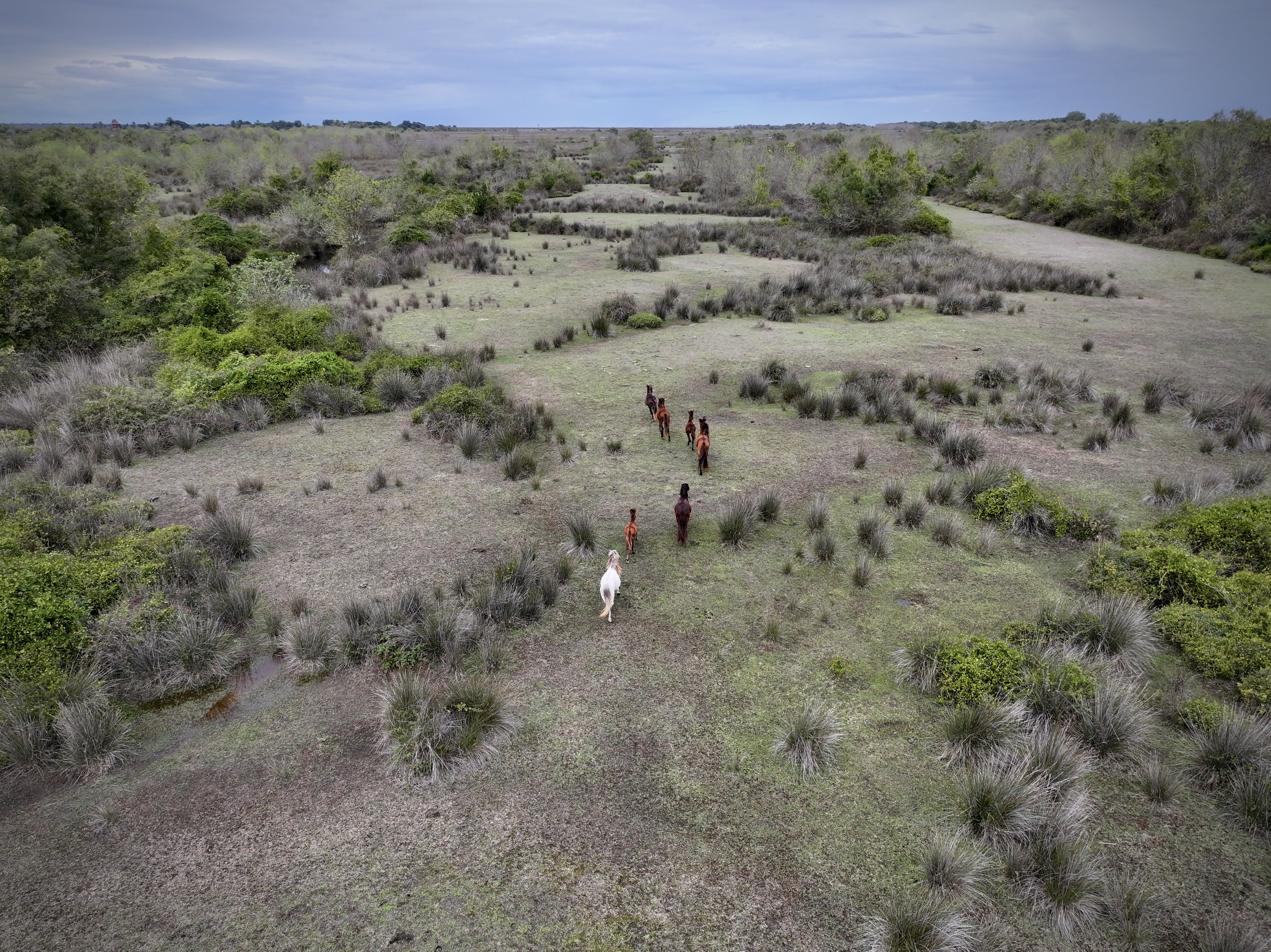 Kızılırmak Deltası Kuş Cenneti yağmurlarla canlandı