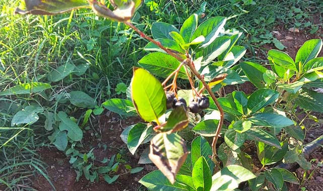 Samsun'da üzüntüden doğan umut: Aronya meyvesi