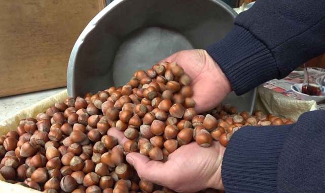 Randımanına göre fındık fiyatları belli oldu! İşte randımanına göre liste