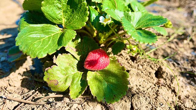 Samsun'da çilek üretimi destekleniyor