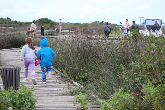 Kızılırmak Deltası Kuş Cenneti ziyaretçilerin ilgi odağı oldu