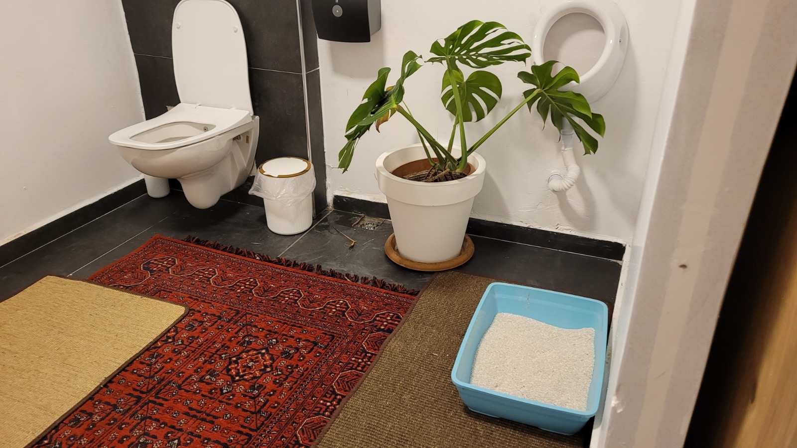 Samsun'da hayvanseverlere özel kafe: ‘Patili Kafe’