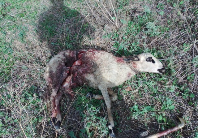 Samsun'da aç kurtlar koyunları telef etti