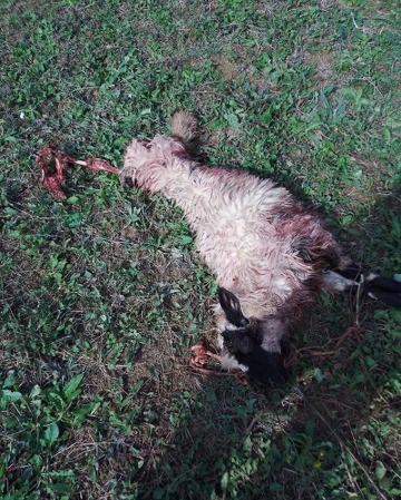 Samsun'da aç kurtlar koyunları telef etti