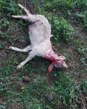 Samsun'da aç kurtlar koyunları telef etti