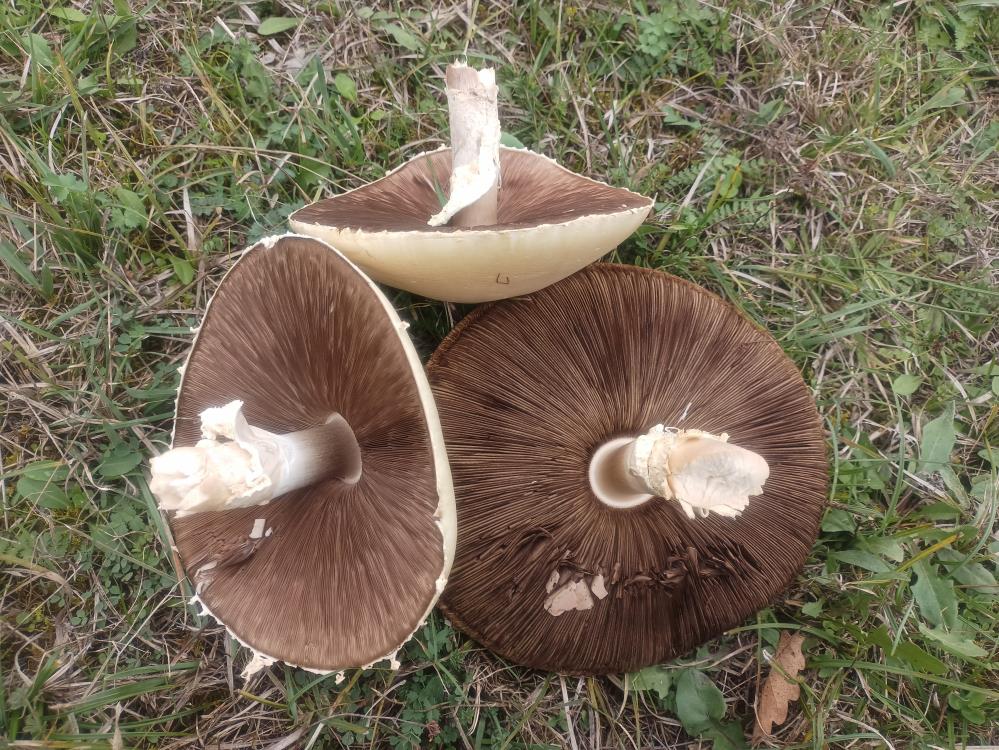 Samsun'da dev mantarlar şaşırttı