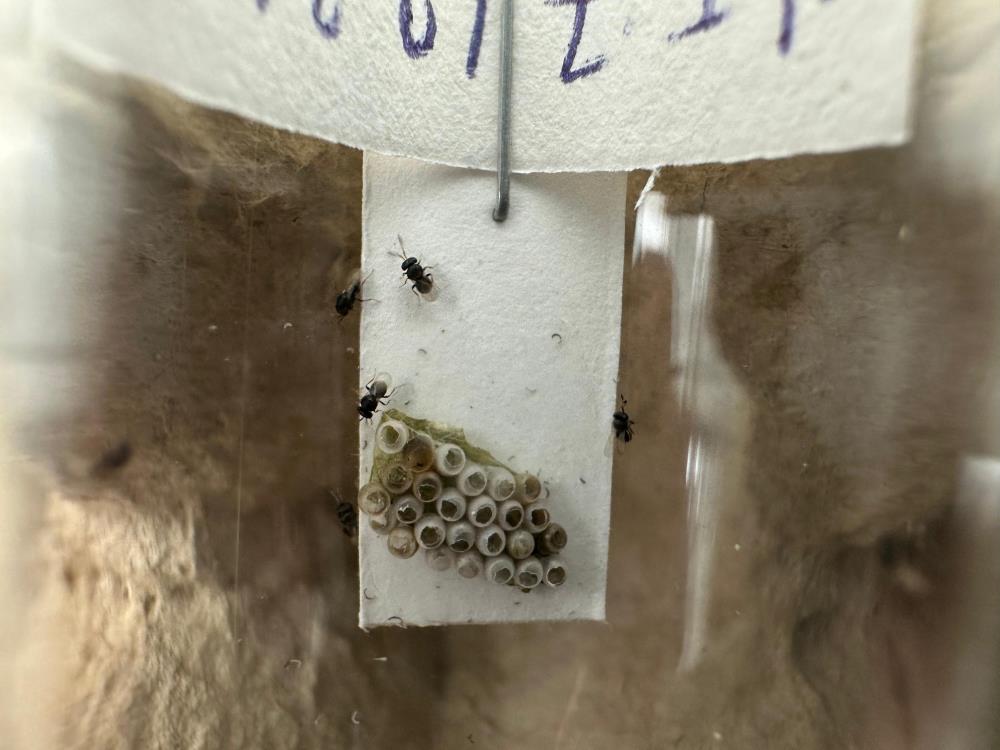 Samsun’da kokarca istilasına karşı samuray arısı üretimi 10 katına çıkarıldı