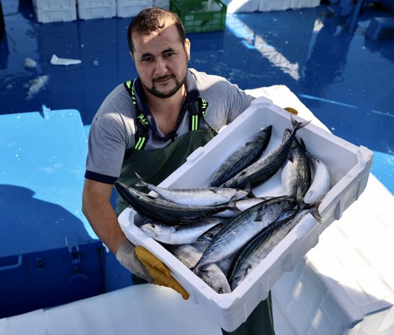 Karadeniz'de palamut bolluğu! 1 gecede binlerce kasa tuttular