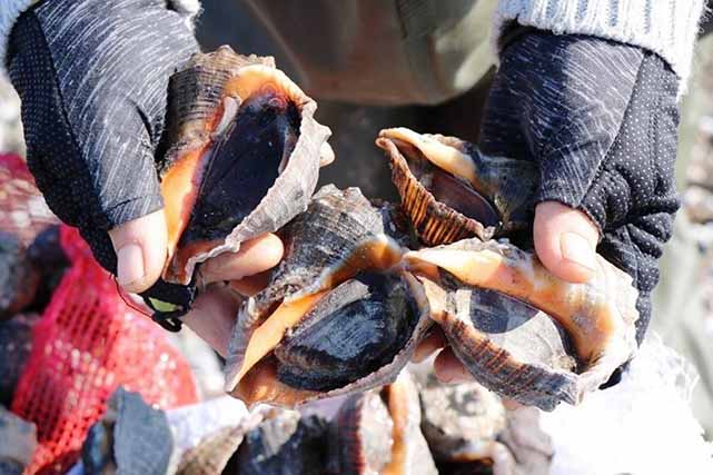 Samsun’dan hayvansal ürün ihracatında büyük başarı: 62,4 milyon dolar ve 18 milyon euro