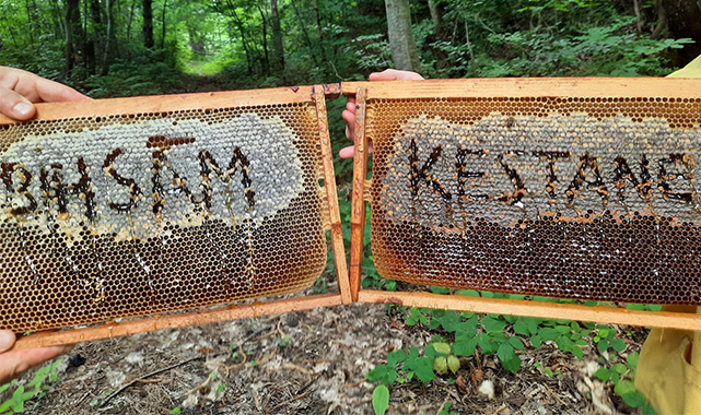 Samsun'dan dünyaya altın madalyalı bal