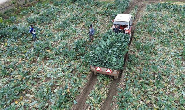 Bafra Ovası'nda brokoli hasadı başladı