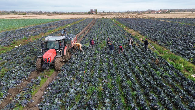 Bafra Ovası'nda kırmızı lahanada 130 bin ton rekolte bekleniyor
