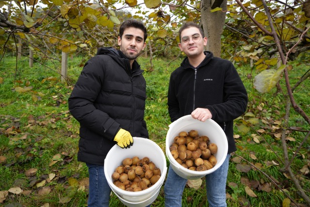 Uygulamalı eğitimle tarım öğretiliyor OMÜ'de kivi hasadı dersi