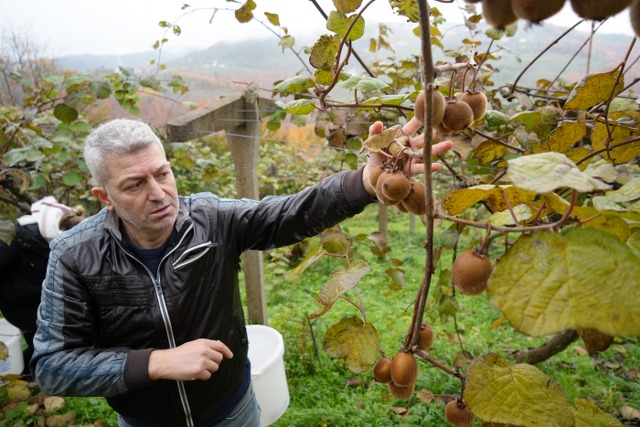 Uygulamalı eğitimle tarım öğretiliyor OMÜ'de kivi hasadı dersi