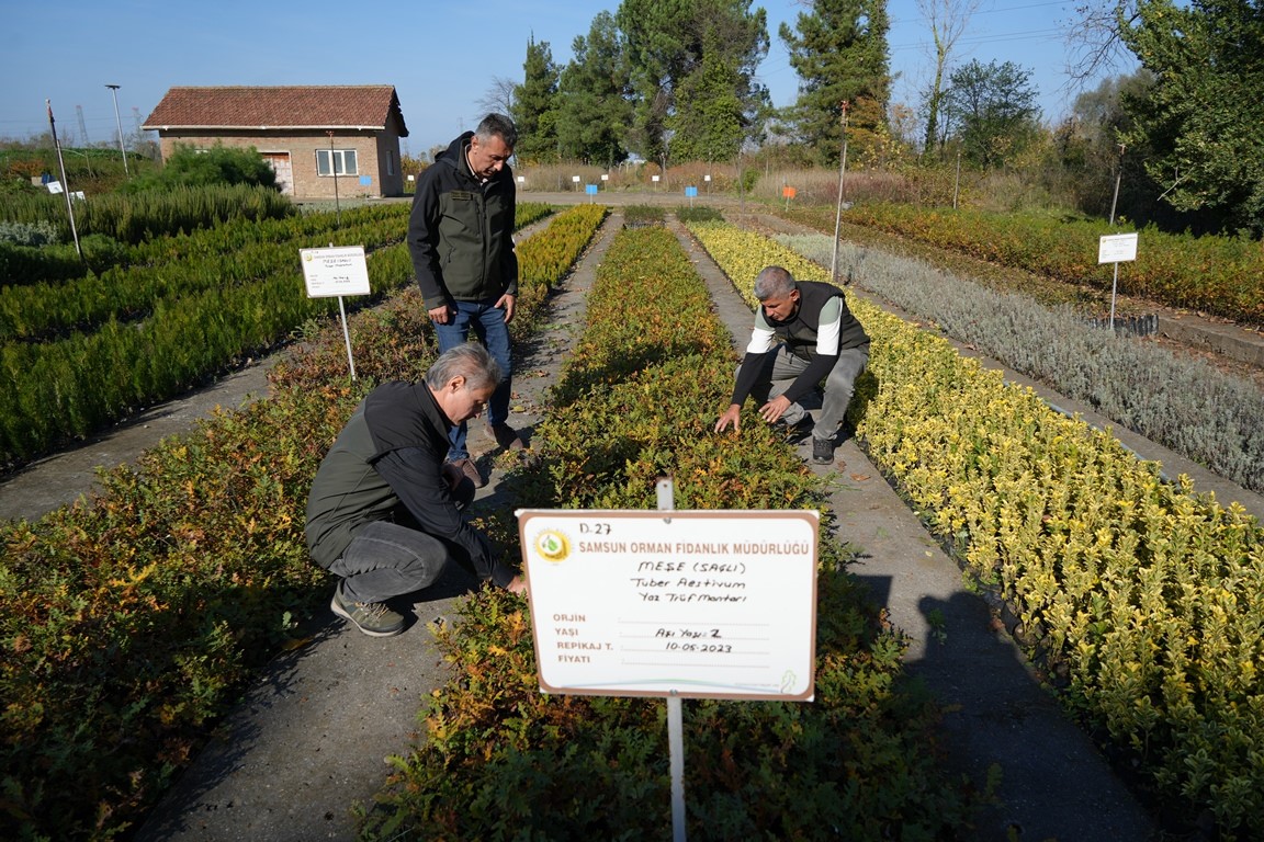 Samsun ormanlarında dünyanın en pahalı mantarı üretiliyor